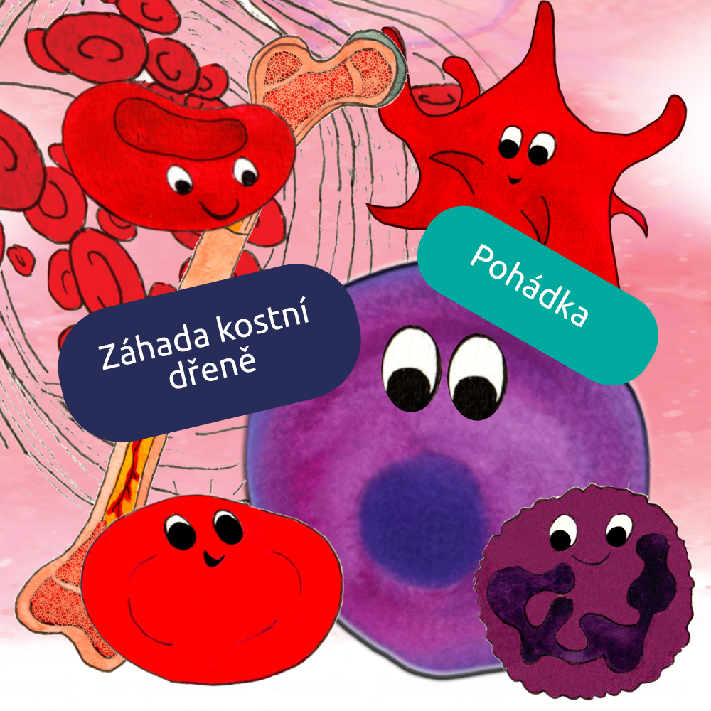 Záhada kostní dřeně